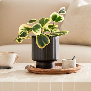 Stedum Matte Black Small Planter