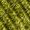 Color: Cypress Green